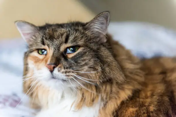Closeup portrait of cute sad sick calico maine coon cat lying on bed in bedroom room with third eyelids haw