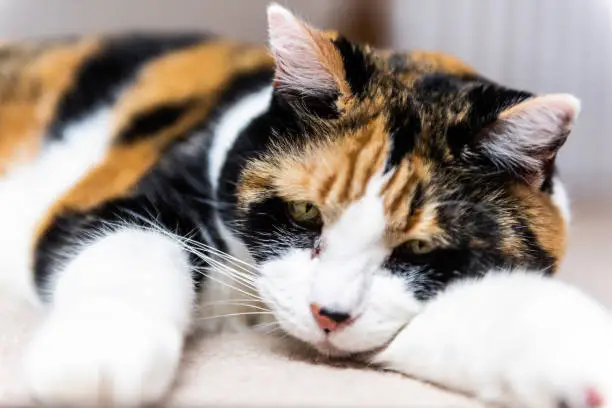 Closeup portrait of cute calico cat lying on carpet floor in bedroom room looking down sad or bored depression with paws out