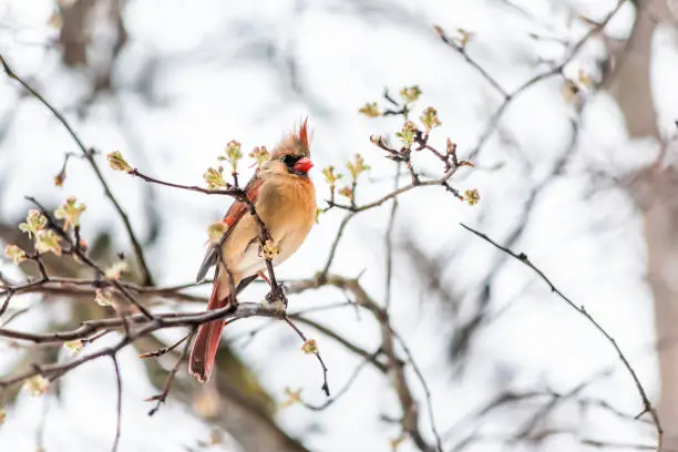 Closeup of vibrant female red northern cardinal Cardinalis bird looking scared crest up sitting perched on tree branch during winter snow colorful in Virginia