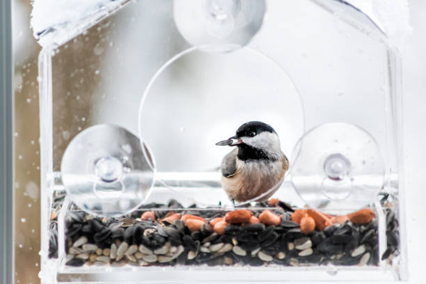 istock Closeup of chickadee bird sitting perched on plastic glass window feeder perch rainy day holding sunflower seed in beak in Virginia 1129187664