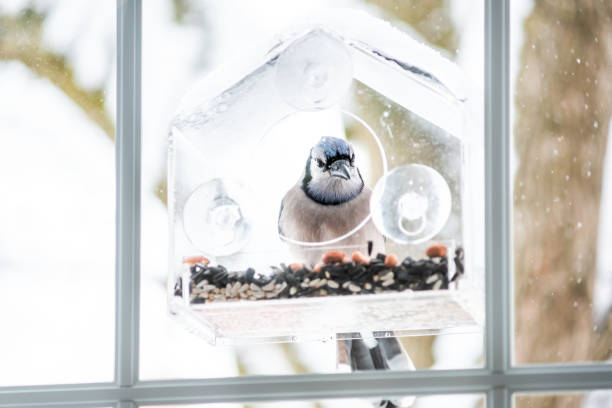 istock Blue jay Cyanocitta cristata bird perched on plastic glass window feeder looking for food during winter in Virginia with seeds 1129187772