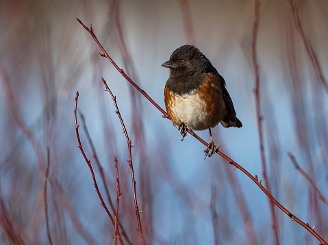 A spotted towhee (Pipilo maculatus) perched on a tree branch in the Willamette Valley of Oregon. Has a soft, defocused background of twigs. Colors of blue, red, brown and black.\nCreative Brief - Nature and Wildlife.  iStock Creative Image  ID: 775225390