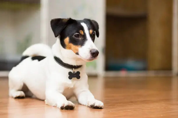 Photo of Dog breed Jack Russell Terrier playfully lies on the floor