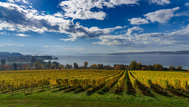 istock landscape with lake and blue sky 1129187990