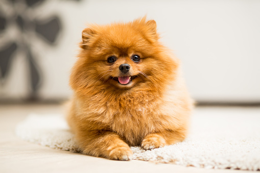 Perro de raza color rojo Pomerania Spitz se encuentra en la alfombra photo