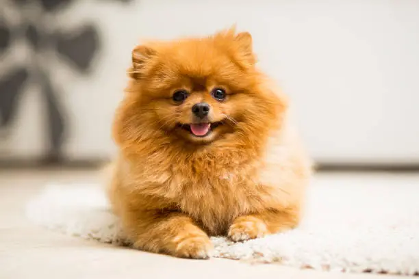 Photo of Dog breed Pomeranian Spitz red color lies on the carpet