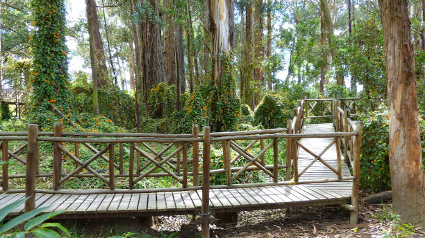 istock Eucalyptus natural park and footpath bridge 1129189065