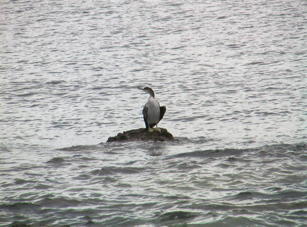 istock A bird among sea 1129189671