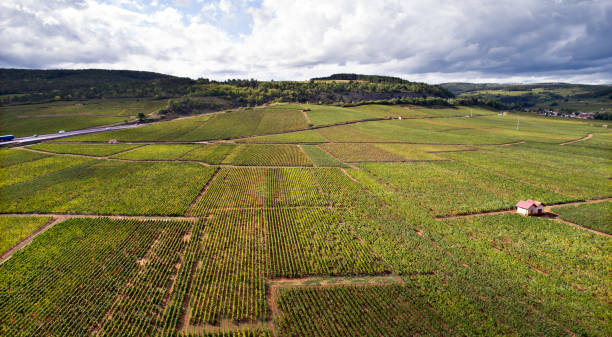 istock French Vineyards aerial view 1129191040