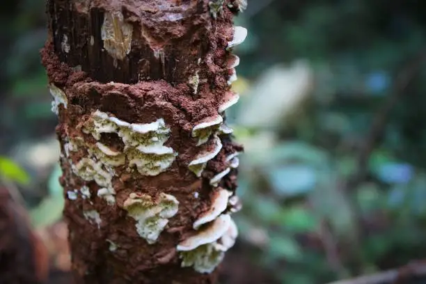 Moss and wild mushroom on wood in jungle
