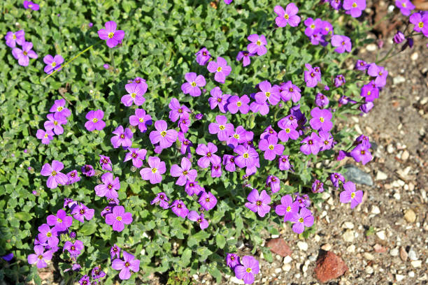 istock Aubrieta deltoidea - 1129192213