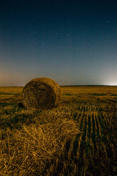 istock A big bear in the starry sky over a field with a haystack 1129192456