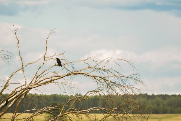 istock A black crow sits on the branches of a tree 1129192527