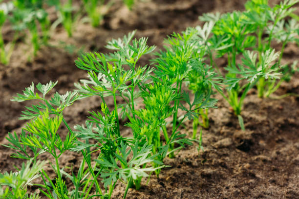 liście marchwi na łóżku - seedbed zdjęcia i obrazy z banku zdjęć