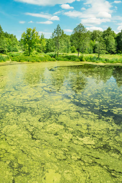 istock Marsh duckweed on the surface of the water 1129192538