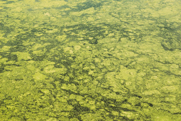 istock With Lake marsh duckweed in water 1129192565