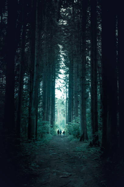 istock Pathway through the dark mystery spruce forest. Group of people are walking through. 1129193492