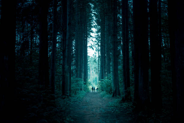 istock Pathway through the dark mystery spruce forest. Group of people are walking through. 1129193496