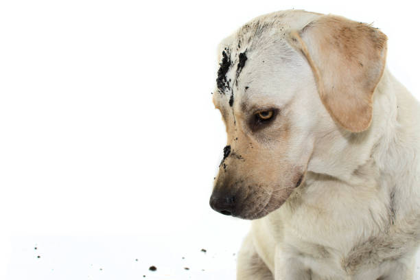istock DIRTY MISCHIEF DOG. LABRADOR AFTER PLAY IN A MUD PUDDLE WITH GUILTY EXPRESSION. ISOLATED AGAINST WHITE BACKGROUND. 1129193528