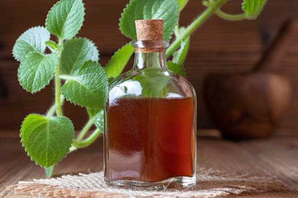 istock Silver spurflower tincture with fresh silver spurflower plant 1129193572