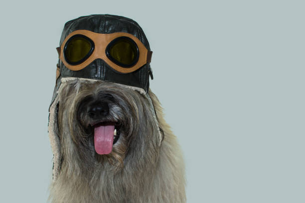 istock FURRY DOG WEARING AN AVIATOR OR PILOT HAT WITH GOGGLES. ISOLATED ON  BLUE COLORED BACKGROUND. CARNIVAL, HALLOWEEN, IMAGINATION, TRAVELING  OR DREAM CONCEPT. 1129193608