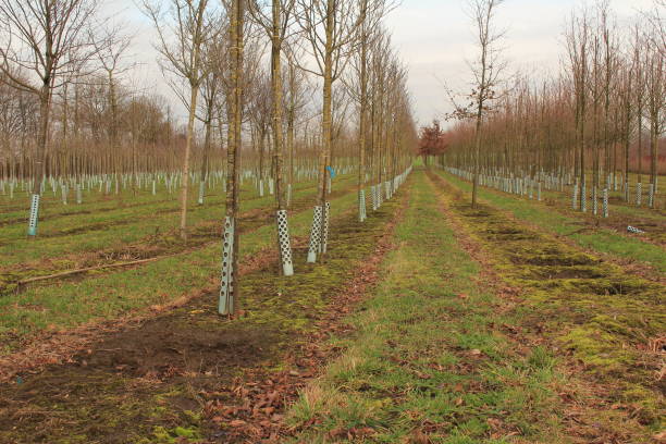 The nursery Trees in a nursery stand in a row baumwurzel stock pictures, royalty-free photos & images