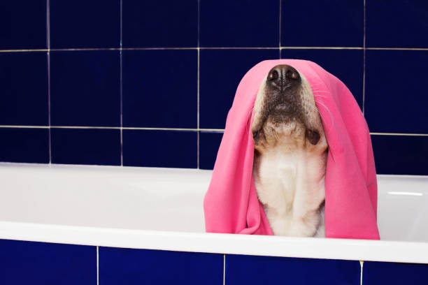 FUNNY DOG BATHING. LABRADOR RETRIEVER COVERED AND WRAPPED WITH A PINK TOWEL ON A BLUE BATHTUB. FUNNY DOG BATHING. LABRADOR RETRIEVER COVERED AND WRAPPED WITH A PINK TOWEL ON A BLUE BATHTUB. spanish mastiff puppies stock pictures, royalty-free photos & images