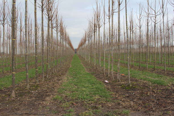 The nursery Trees in a nursery stand in a row baumwurzel stock pictures, royalty-free photos & images