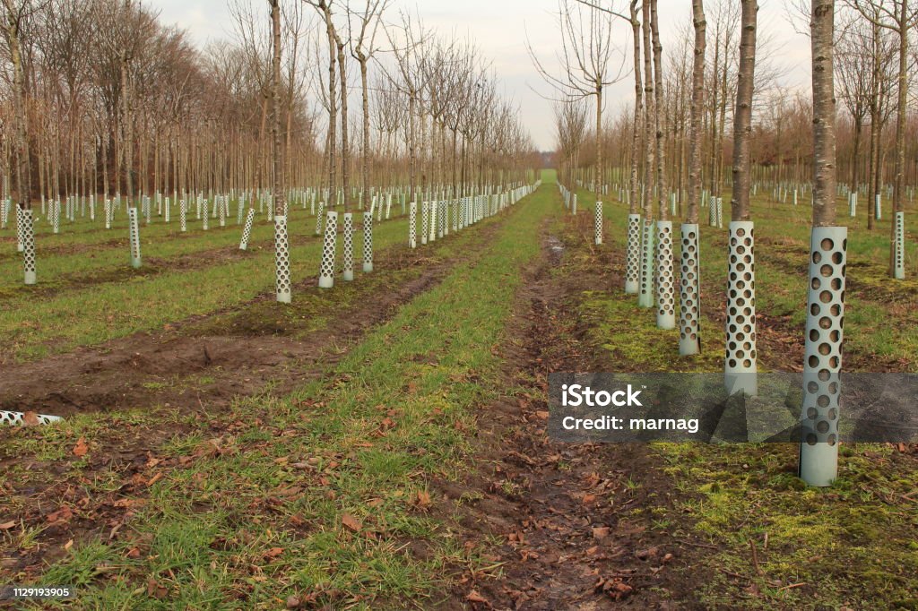 The nursery Trees in a nursery stand in a row Agriculture Stock Photo
