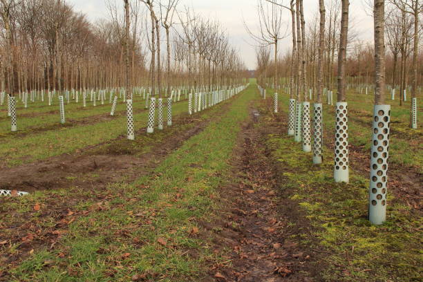 The nursery Trees in a nursery stand in a row baumwurzel stock pictures, royalty-free photos & images