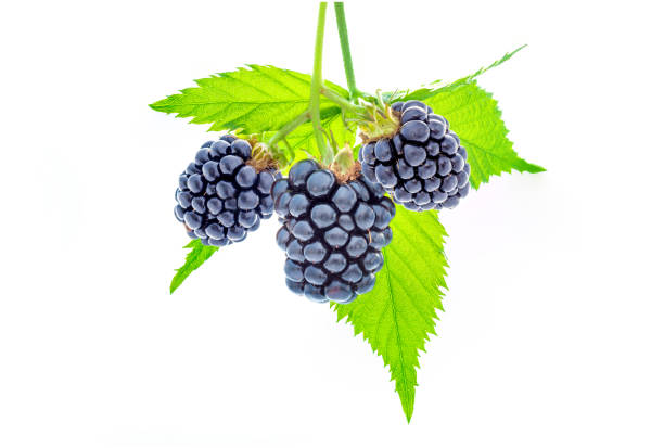 istock Ripe blackberry with leaves on a branch. Isolated on white. 1129194015