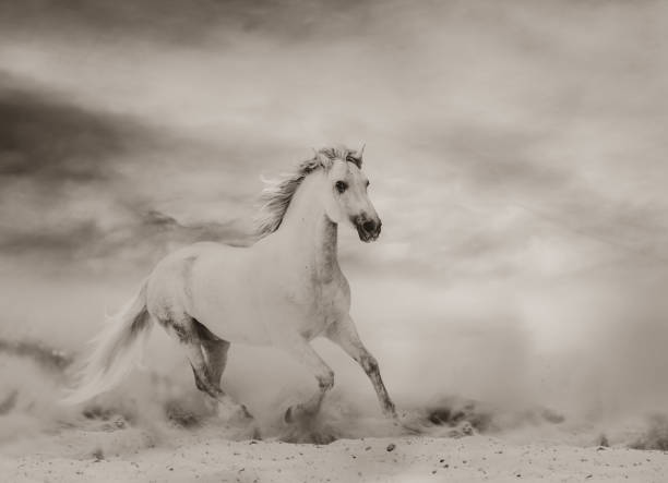 istock Beautiful white stallion running in desert 1129195462