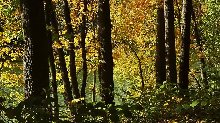 yellow autumn foliage on the shore of the lake