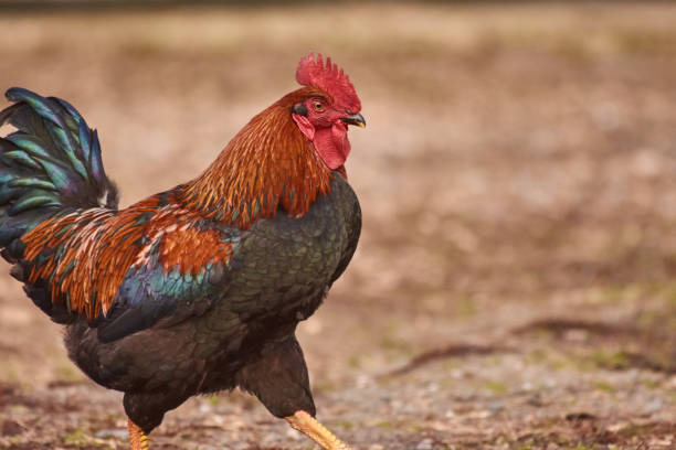 istock Rooster  free range. Cock walking in a farm. 1129195861