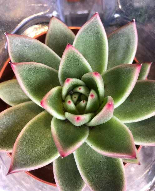 istock Succulent plant Echeveria 1129196121