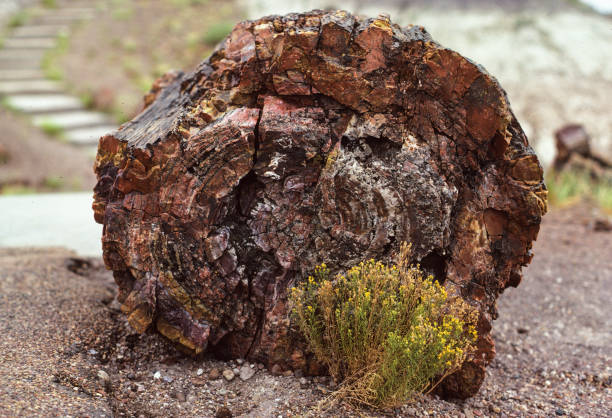 istock Petrified Forest National Park - Petrified Log Close-up 1129196147