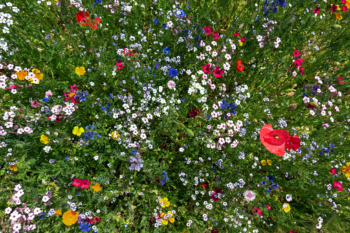 Flower bed in summer with many colorful flowers at an angle from above