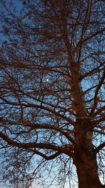 istock Silhouette of bare tree in winter against blue sky at twilight 1129197268