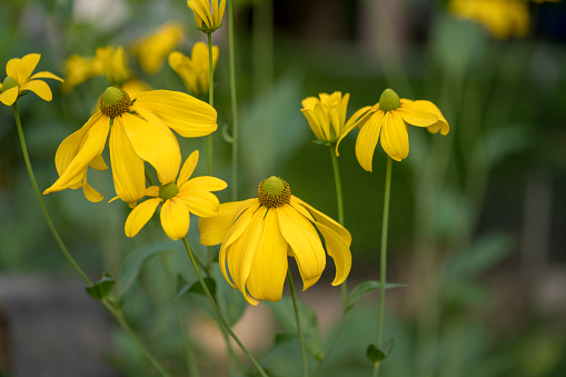 Yellow coneflowers with green heads