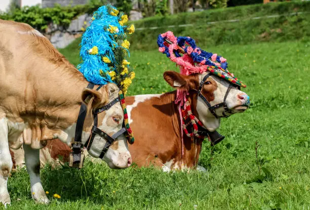 Customs in Bavaria and Tyrol Alps are celebrated that this year nothing has happened to anyone in agriculture on the high alpine meadow.