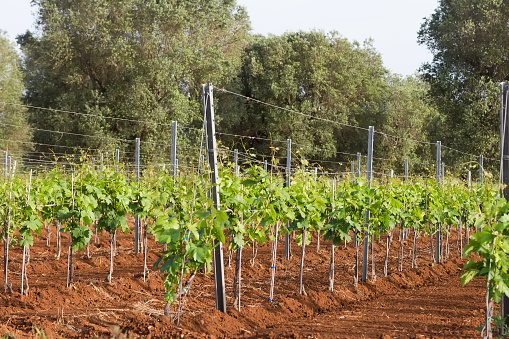 Vineyard in spring, Primitivo di Manduria variety, Apulia region, Italy