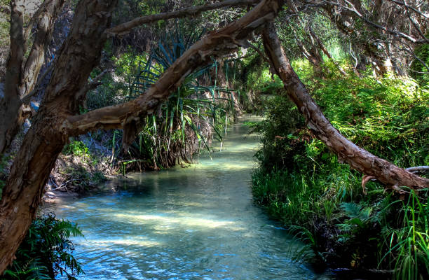 джунгли джунгли вибе с лианами тропических лесов и реки - rainforest forest river australia стоковые фото и изображения