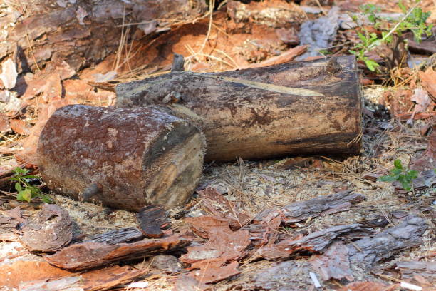 istock Sawn logs of trees and tree bark. Problem of deforestation and environmental problems. Pine logs lie in the forest 1129198895