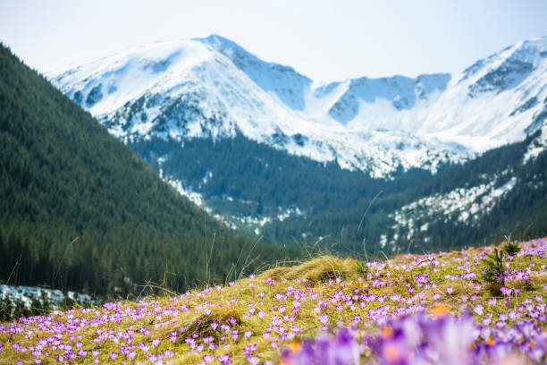 Blooming crocuses on a mountain meadow in spring (Tatra Mountain, Poland) stock photo