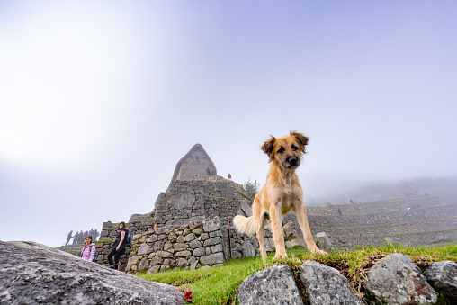 Cusco, Peru - Oct 16, 2018: Machu Picchu aerial view. A cute dog overlooking Machu Picchu.