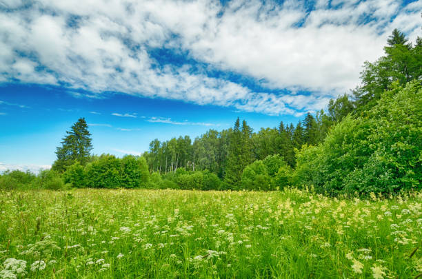 istock Sunny landscape in the forest. 1129201097