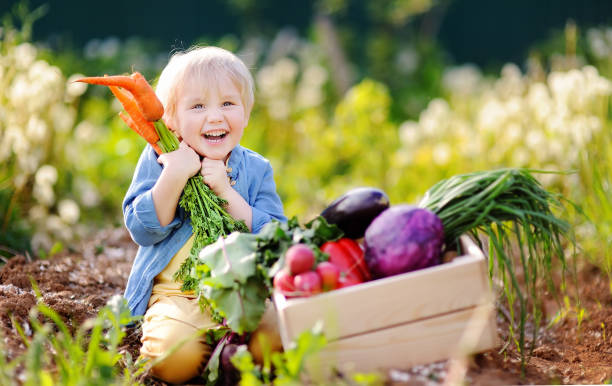 ładny mały chłopiec trzyma kilka świeżych marchewek organicznych w ogrodzie domowym. zdrowy rodzinny styl życia. - summer photography organic outdoors zdjęcia i obrazy z banku zdjęć