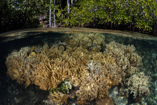 istock Corals and Mangrove Forest in Raja Ampat 1129201773