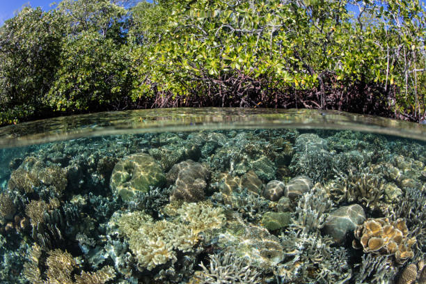 istock Coral Diversity and Mangrove in Indonesia 1129202361