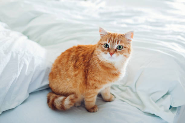 istock Ginger cat sitting on empty bed at home in the morning. 1129203371